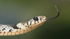 Η κλιματική αλλαγή οδηγεί τα δηλητηριώδη φίδια στη... μετανάστευση: Ποιες χώρες θα δεχθούν τα περισσότερα είδη